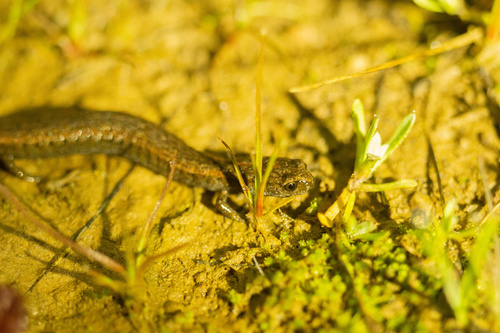 iNaturalist observation photo of California Slender Salamander