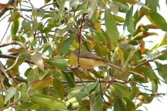 Eremomela scotops