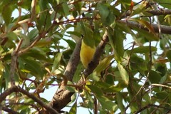 Eremomela scotops