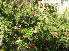 Coprosma cheesemanii