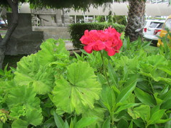 Pelargonium × hybridum