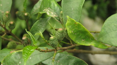 Ficus formosana