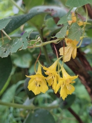 Tropaeolum pendulum, photograph Daniel Mesa, CC BY, iNaturalist via GBIF