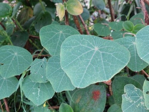 Tropaeolum pendulum, photograph 6