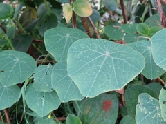 Tropaeolum pendulum, photograph Daniel Mesa, CC BY, iNaturalist via GBIF