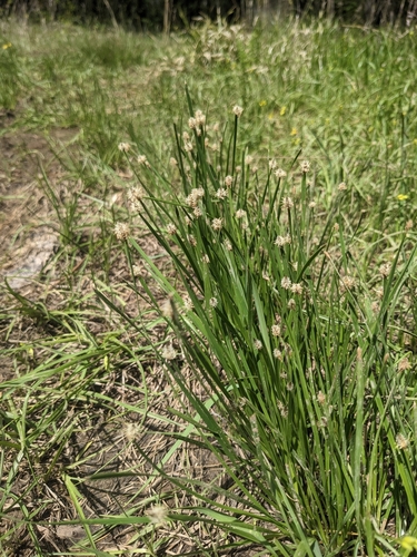 Image of Eleocharis bifida by (c) Alaina Krakowiak, some rights reserved (CC BY)