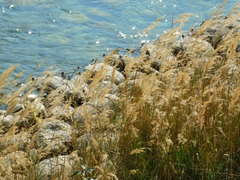 Saccharum spontaneum