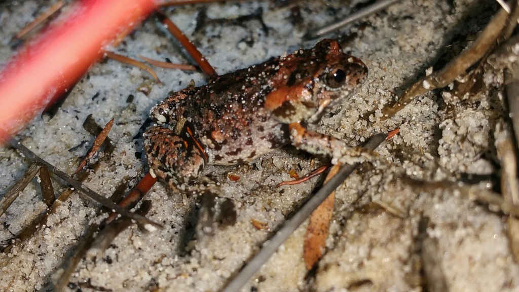 Mahony's Toadlet