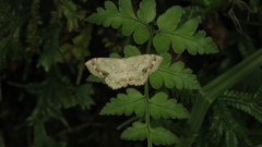 Scopula propinquaria