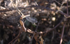Sympetrum hypomelas