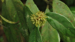 Lasianthus curtisii