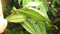 Lasianthus curtisii