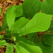 Magnolia fraseri pyramidata - Photo (c) Bill Twomey,  זכויות יוצרים חלקיות (CC BY-NC), הועלה על ידי Bill Twomey