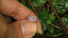 Bonnaya ruelloides