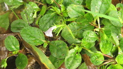 Bonnaya ruelloides