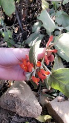 Gesnerieae