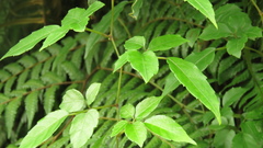 Causonis corniculata