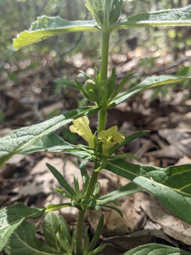 Image of Triosteum angustifolium by (c) Alaina Krakowiak, some rights reserved (CC BY)