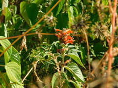 Colquhounia coccinea
