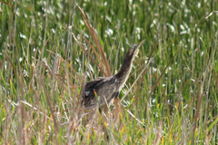 Botaurus poiciloptilus