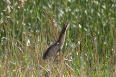 Botaurus poiciloptilus