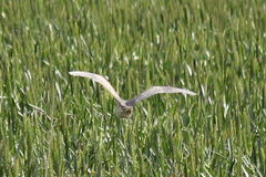 Botaurus poiciloptilus