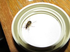 Chlaenius variicornis