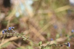 Cynoglossum wallichii