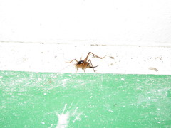 Diestrammena unicolor