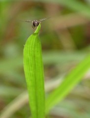 Episyrphus viridaureus
