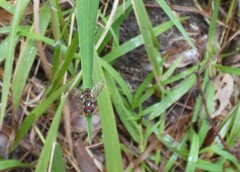 Episyrphus viridaureus