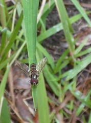 Episyrphus viridaureus