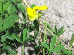 Crotalaria excisa excisa