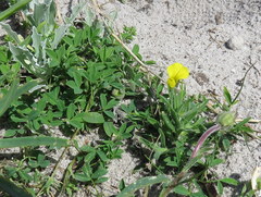 Crotalaria excisa excisa