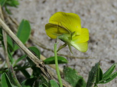 Crotalaria excisa excisa