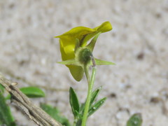 Crotalaria excisa excisa