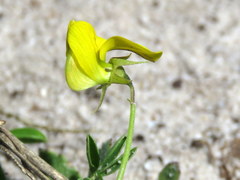Crotalaria excisa excisa