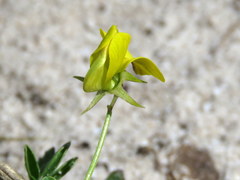 Crotalaria excisa excisa