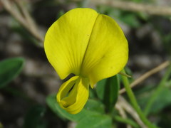 Crotalaria excisa excisa