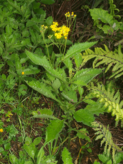Senecio rufiglandulosus