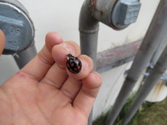 Aiolocaria hexaspilota