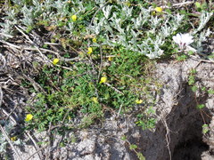 Crotalaria excisa excisa