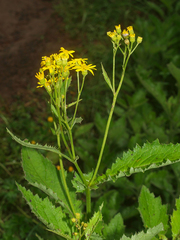 Senecio rufiglandulosus