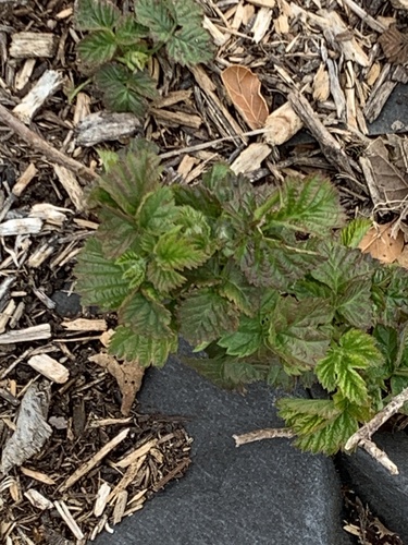 iNaturalist observation photo of trailing blackberry
