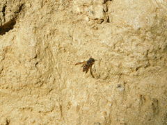 Antepipona