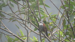 Pomatorhinus musicus