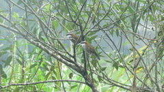 Pomatorhinus musicus