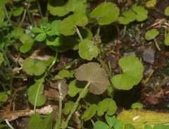 Hydrocotyle robusta