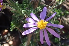 Felicia brevifolia