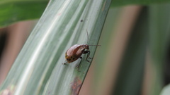 Gallerucida singularis